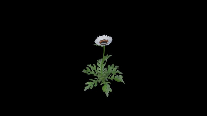 UE项目资源_模型资源_花720