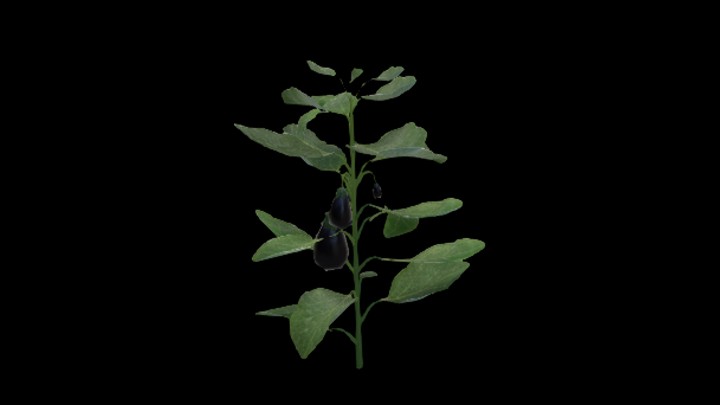 UE项目资源_模型资源_茄子008