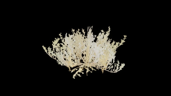 UE项目资源_模型资源_草1034