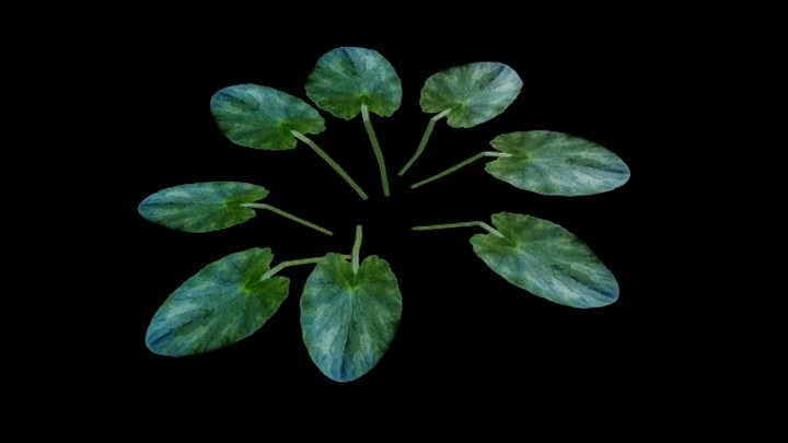 UE项目资源_模型资源_草1075