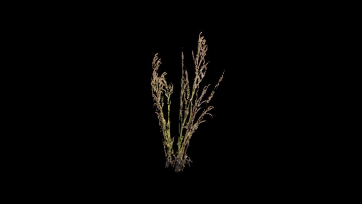 UE项目资源_模型资源_草1138