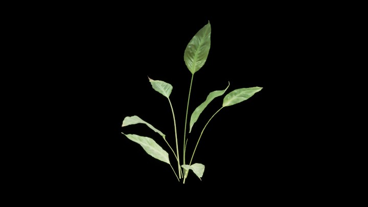 UE项目资源_模型资源_草1181