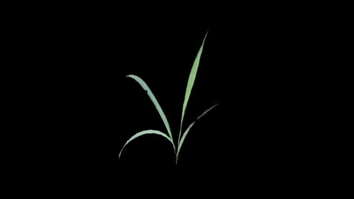 UE项目资源_模型资源_草1189