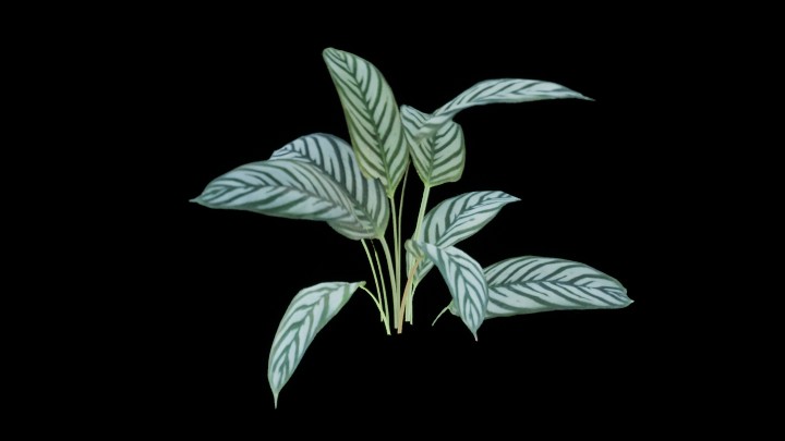 UE项目资源_模型资源_草1232