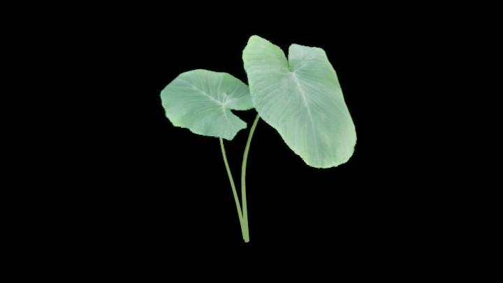 UE项目资源_模型资源_草1233