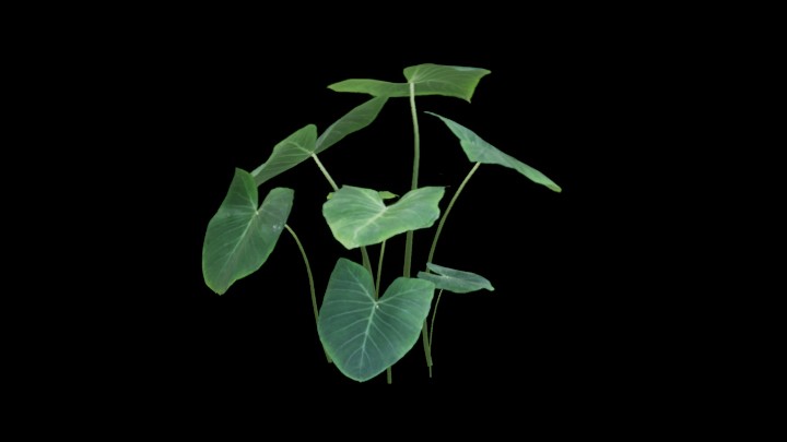 UE项目资源_模型资源_草1238