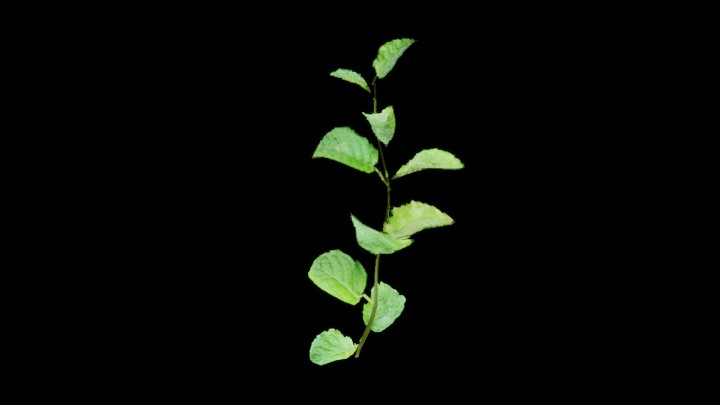 UE项目资源_模型资源_草1239