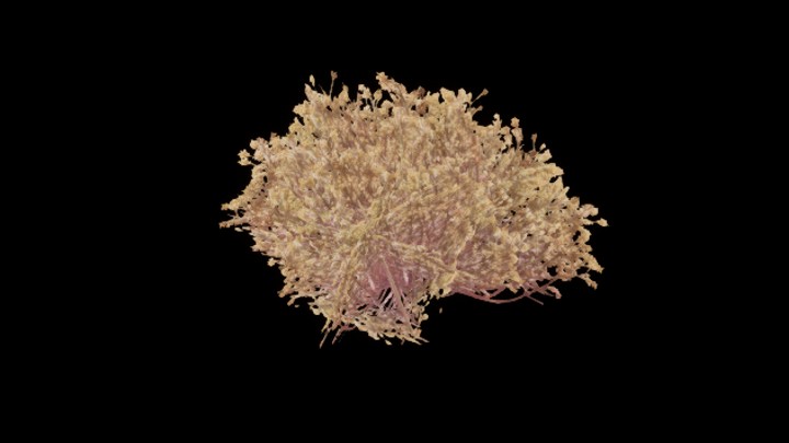 UE项目资源_模型资源_草1316