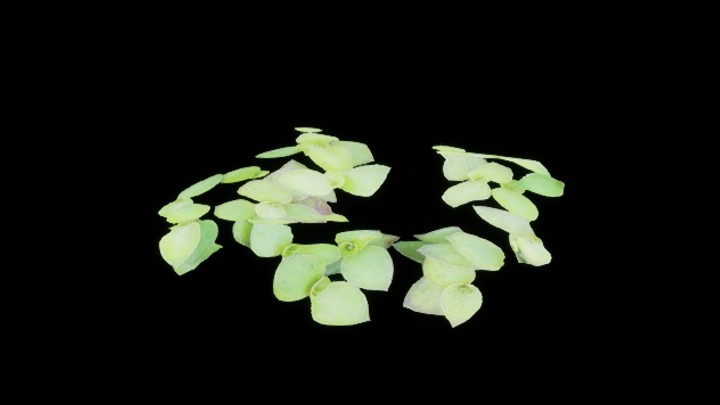 UE项目资源_模型资源_草1396