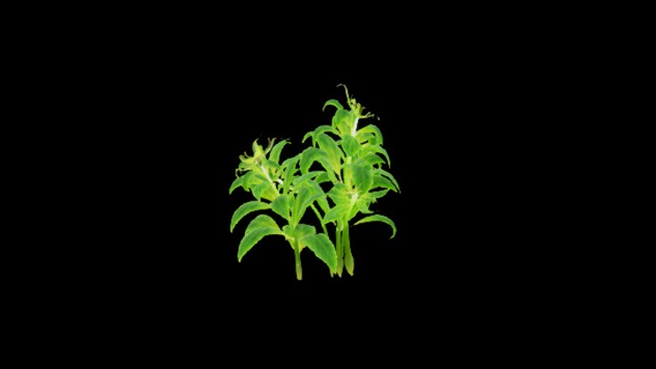 UE项目资源_模型资源_草1586