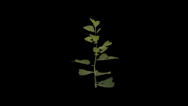 UE项目资源_模型资源_草1608