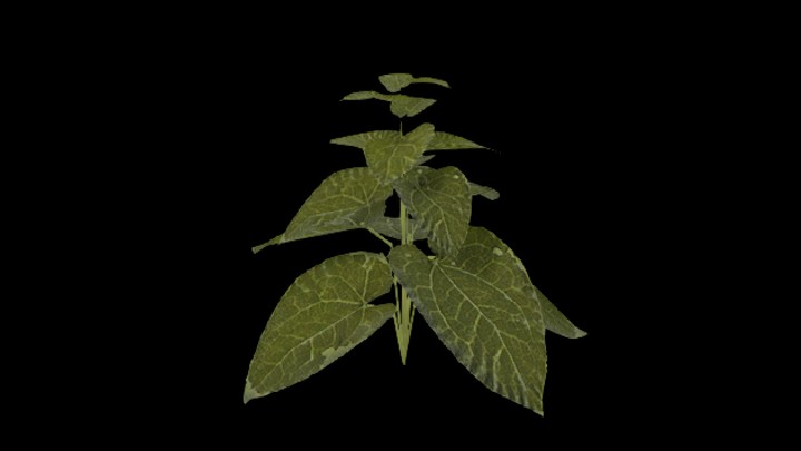 UE项目资源_模型资源_草1670