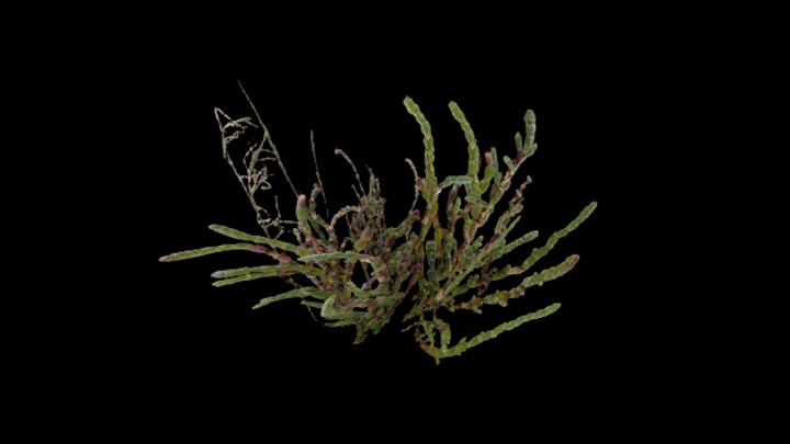 UE项目资源_模型资源_草1684