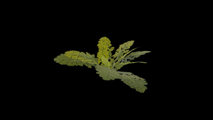 UE项目资源_模型资源_草1695