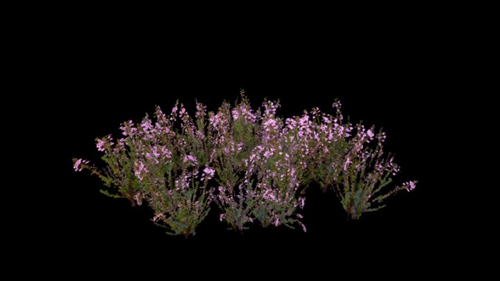 UE项目资源_模型资源_草1772