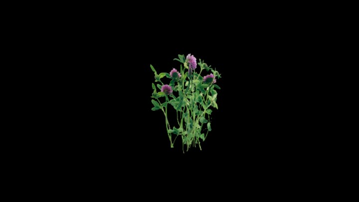 UE项目资源_模型资源_草1779