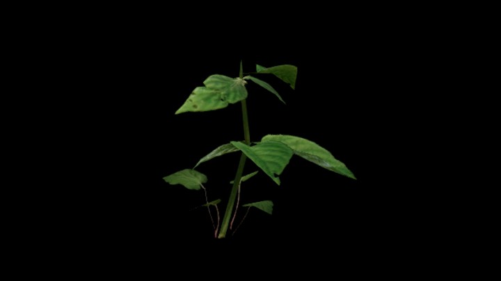 UE项目资源_模型资源_草1802