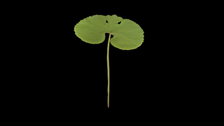 UE项目资源_模型资源_草1828