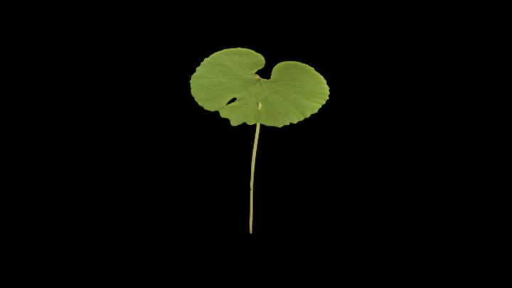 UE项目资源_模型资源_草1834