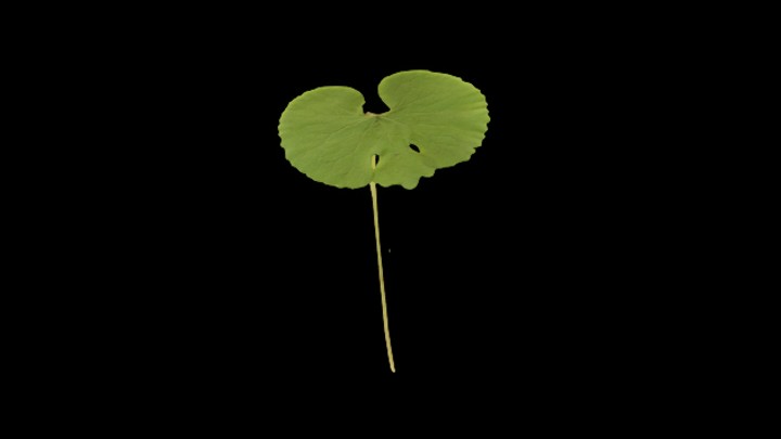 UE项目资源_模型资源_草1835