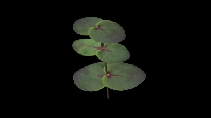 UE项目资源_模型资源_草1848