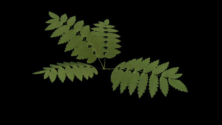 UE项目资源_模型资源_草1855