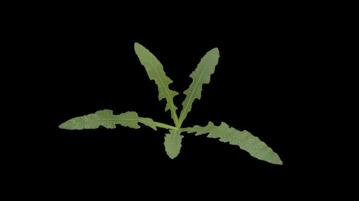 UE项目资源_模型资源_草1860