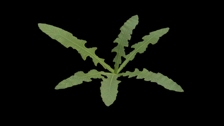 UE项目资源_模型资源_草1861