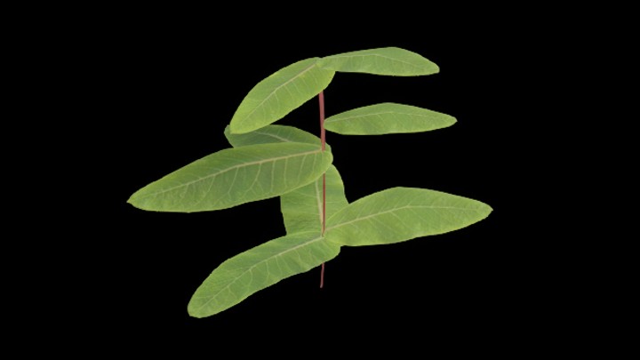 UE项目资源_模型资源_草1868