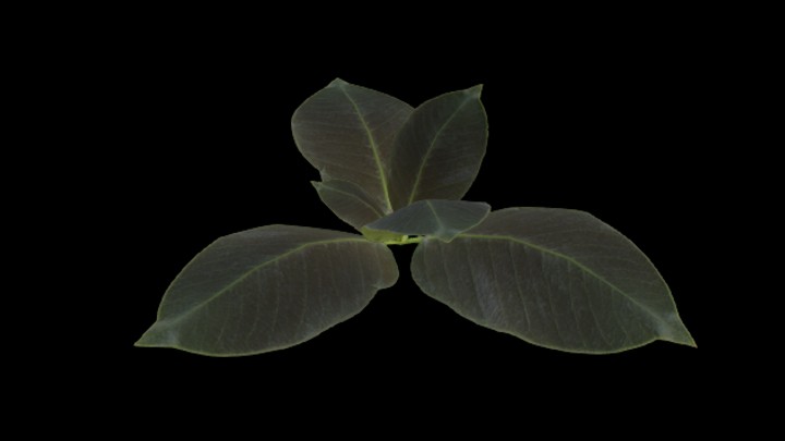 UE项目资源_模型资源_草1879