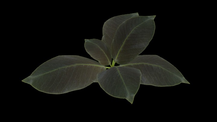 UE项目资源_模型资源_草1880