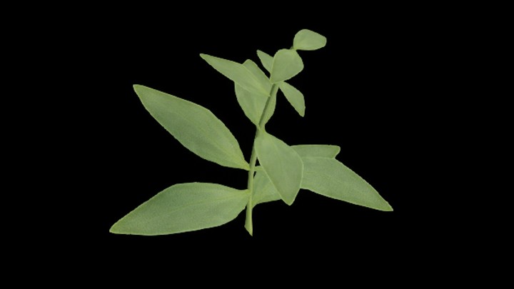 UE项目资源_模型资源_草1884