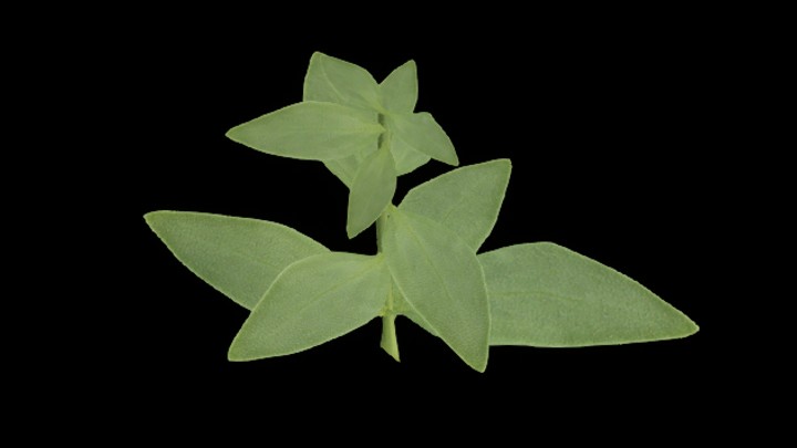 UE项目资源_模型资源_草1885