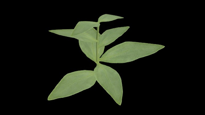 UE项目资源_模型资源_草1887