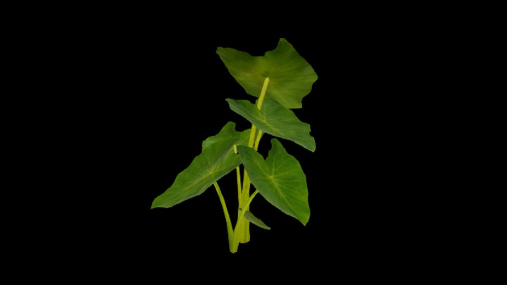 UE项目资源_模型资源_草962