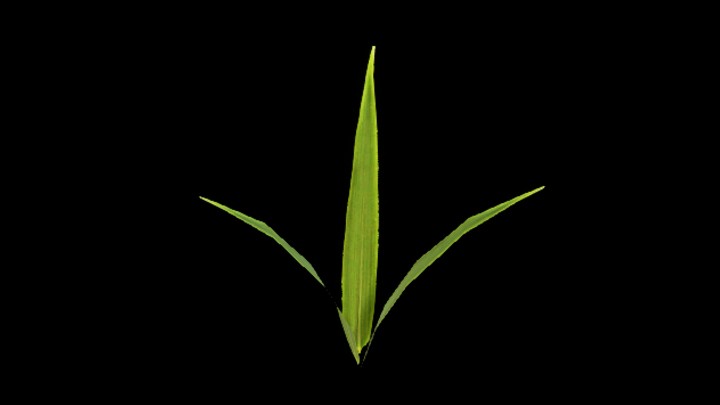 UE项目资源_模型资源_草973