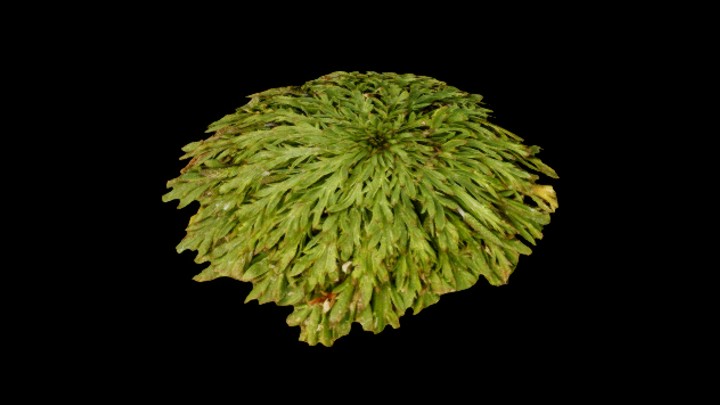 UE项目资源_模型资源_草977