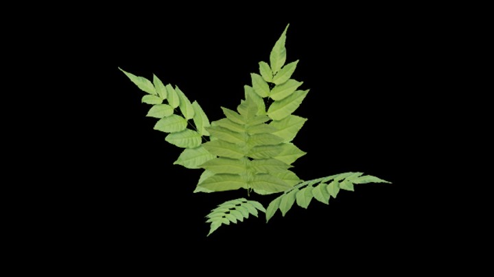 UE项目资源_模型资源_草979