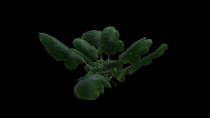 UE项目资源_模型资源_菜叶003