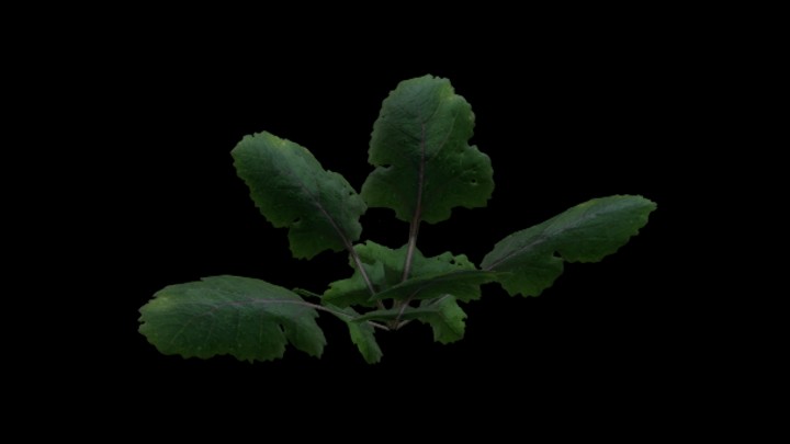 UE项目资源_模型资源_菜叶004