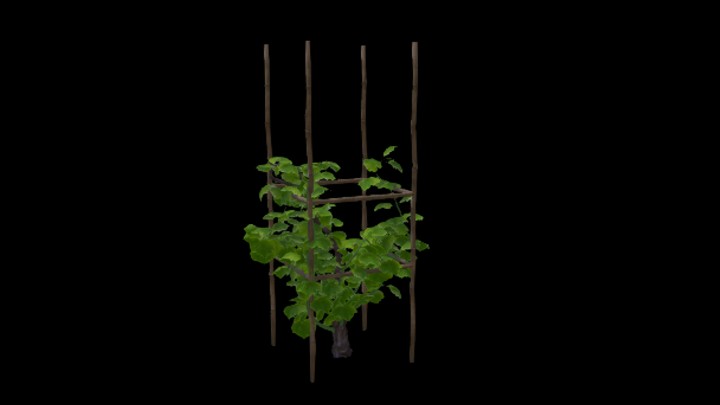 UE项目资源_模型资源_葡萄树006