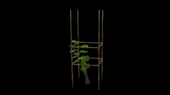 UE项目资源_模型资源_葡萄树007