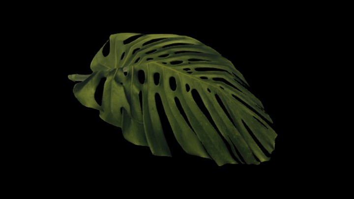 UE项目资源_模型资源_蕨菜003