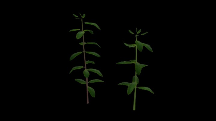 UE项目资源_模型资源_薄荷002