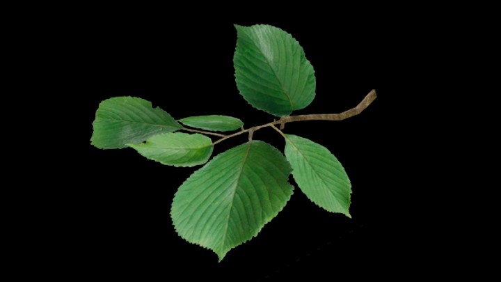 UE项目资源_模型资源_藤曼084