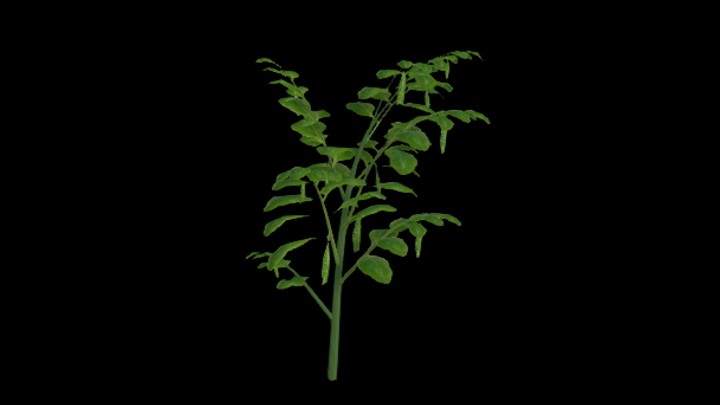 UE项目资源_模型资源_豌豆002