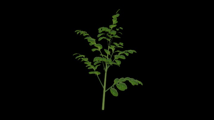 UE项目资源_模型资源_豌豆007