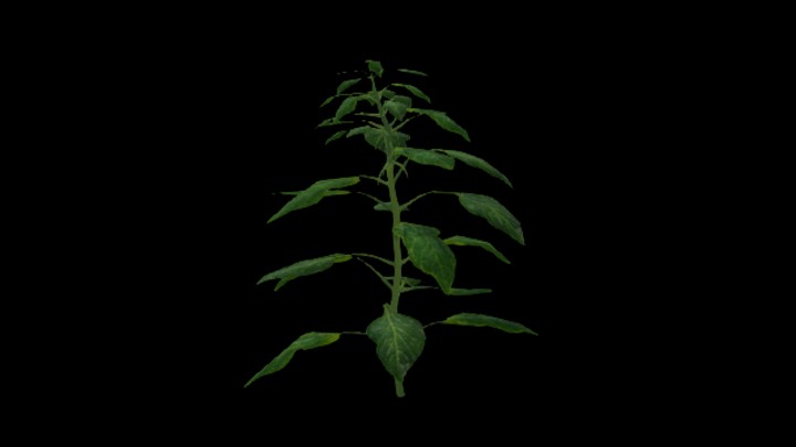 UE项目资源_模型资源_辣椒苗004