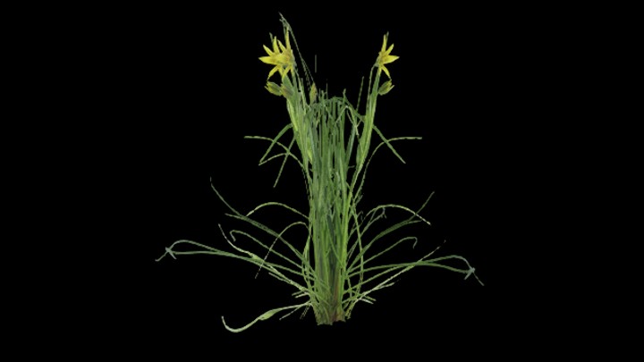 UE项目资源_模型资源_顶冰花004