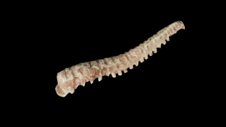 UE项目资源_模型资源_骨头066